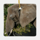 Search for pachyderms African