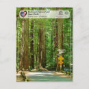 Search for sempervirens Redwood national park