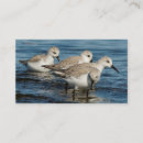 Search for flocking business cards Flock of birds