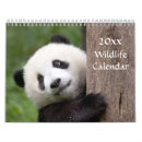 Search for panda bear calendars Tiger