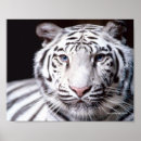 Search for bengal tiger posters Wild cats