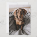 Search for dachshund thank you cards Domestic animals