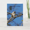 Search for capped chickadee cards Nature