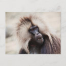 Search for baboon postcards Animal