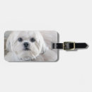 Search for shih tzu accessories White