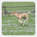Search for running horse stickers Agriculture