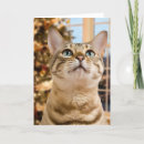 Search for bengal christmas cards Cat