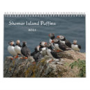 Search for colonial photography Atlantic puffins