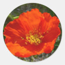 Search for red poppy flower stickers Nature