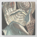 Search for seashells coasters Conch seashell