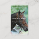 Search for warmblood Horse