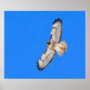 Search for flap posters Flying