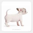 Search for length stickers Dog