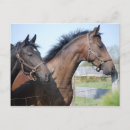 Search for finish postcards Horses