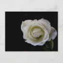 Search for rose background postcards Black