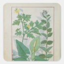 Search for medicinal plants stickers Robinet