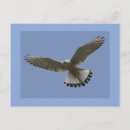 Search for kestrel postcards Animals
