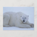 Search for canada day postcards Wildlife