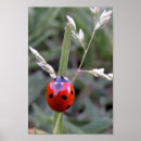 Search for lady beetles posters Insect
