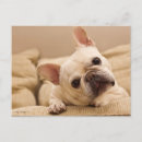 Search for tilt postcards Puppy