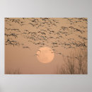 Search for flying geese art Moon