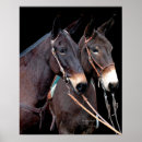 Search for mule posters Donkey