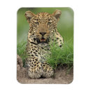 Search for panthera magnets Nature