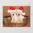 Search for yellow lab christmas cards Bed