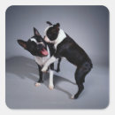 Search for animal photo stickers Boston terrier