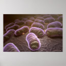 Search for bacterium posters Colour