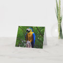 Search for posing invitations Animal