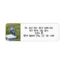 Search for blue jay Wildlife