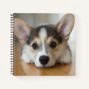 Search for corgi notebooks Puppy