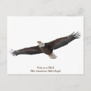 Search for soaring postcards Bald eagle