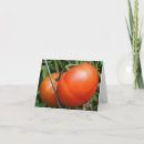 Search for tomato photography Nature