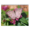 Search for butterfly calendars Zebra