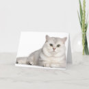 Search for british shorthair cards Feline