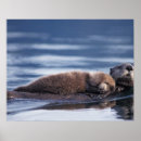 Search for sea otter posters Pacific ocean