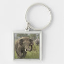 Search for indian elephant key rings National park