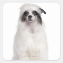 Search for chinese crested stickers Dog