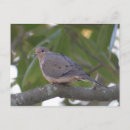 Search for doves postcards Photography
