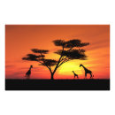 Search for safari sunset posters Acacia