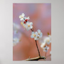 Search for dazzle posters Flower