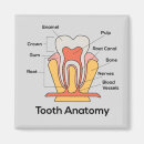 Search for tooth magnets Teeth
