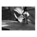Search for emergency photography Black and white
