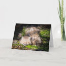 Search for kit cards Young animal