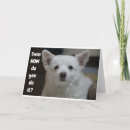 Search for spitz photography Dog