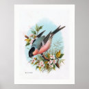 Search for bullfinch posters Bird
