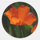 Search for california poppy stickers Nature