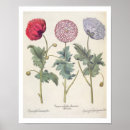 Search for papaver art Fine